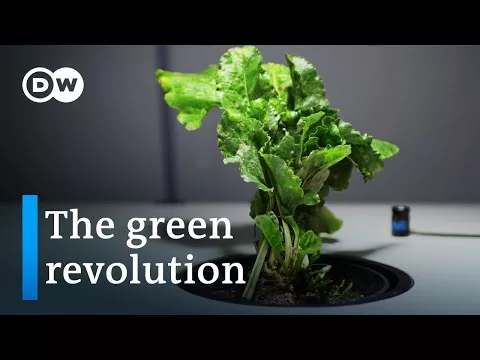 Biofuel as an alternative of coal and oil – How promising are those renewable assets? | DW Documentary