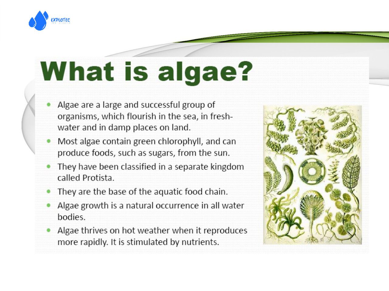 Algae plant presentation r2 Page 05 1280x960