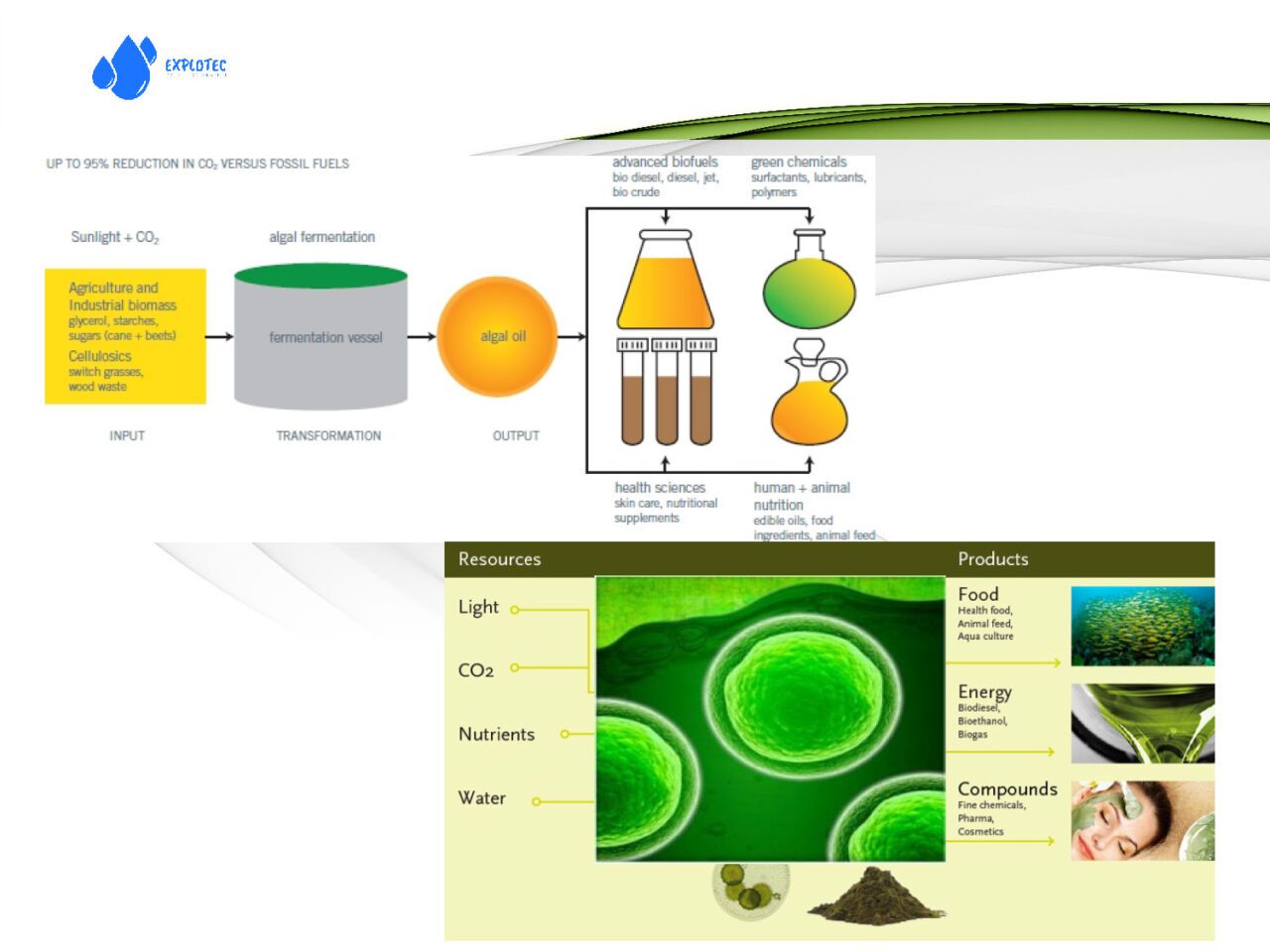 Algae plant presentation r2 Page 07 1280x960
