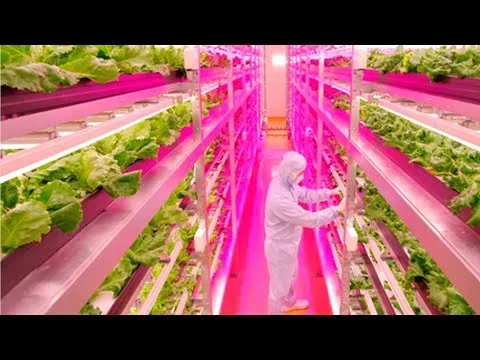 Agricultural revolution: New method to grow lettuce; Vertical farming explained – Compilation