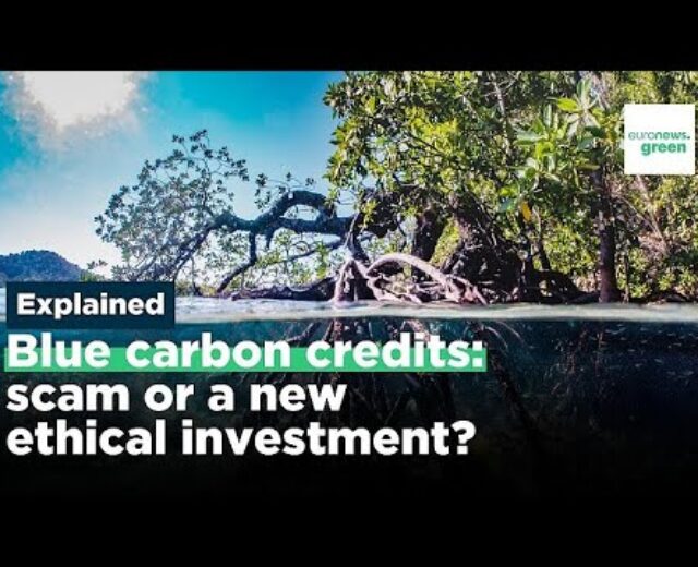 What are blue carbon credit and will they assist combat the local weather disaster?