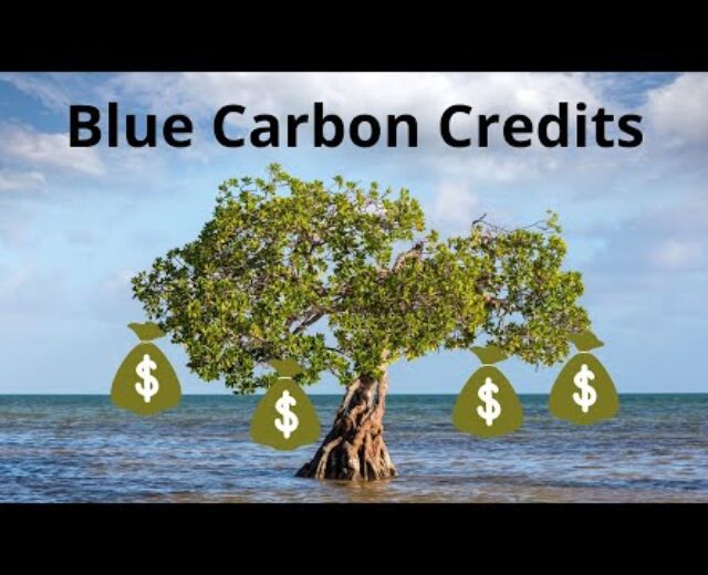 Methods to put money into Blue Carbon Credit