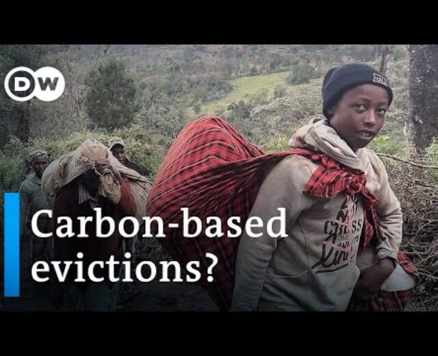 Kenya’s indigenous Ogiek evicted from ancestral lands for carbon credit | DW Information
