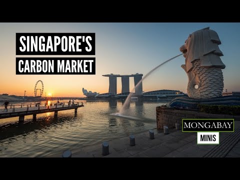 Singapore’s new carbon marketplace goals to deliver transparency to carbon credit score patrons and dealers