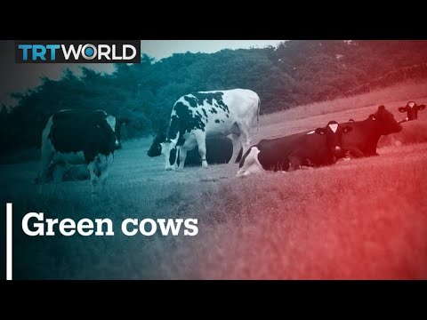 Turning cow burps into carbon credit