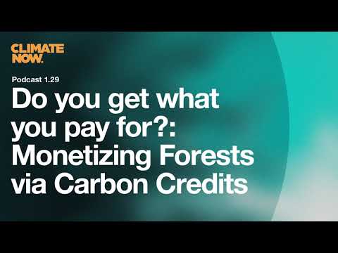 Do you get what you pay for? Monetizing Forests by the use of Carbon Credit | Local weather Now Podcast Ep. 1.29