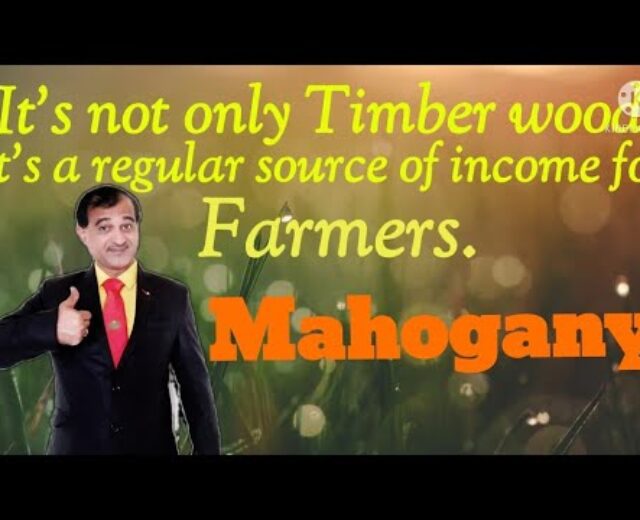 Mahogany for carbon credit score to farmers | Asia’s largestAgroforestry undertaking in india | 9011355454 |