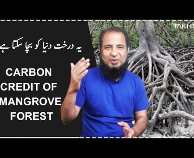 Carbon Credit score of Mangrove Wooded area | Takhti | Adeel Imtiaz