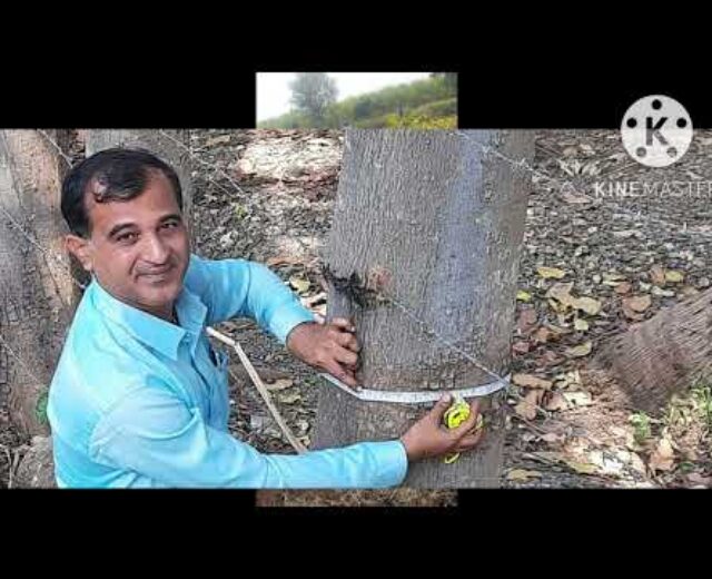 carbon credit score for mahogany thru contract farming.9011355454 Vijay kulkarni,M.Sc.agri, Georai.