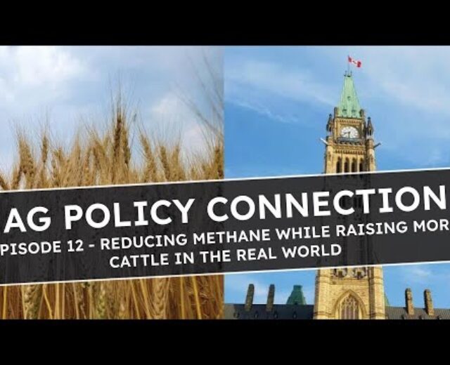 Ag Coverage Connection Ep. 12 — Lowering methane whilst elevating extra farm animals in the true global