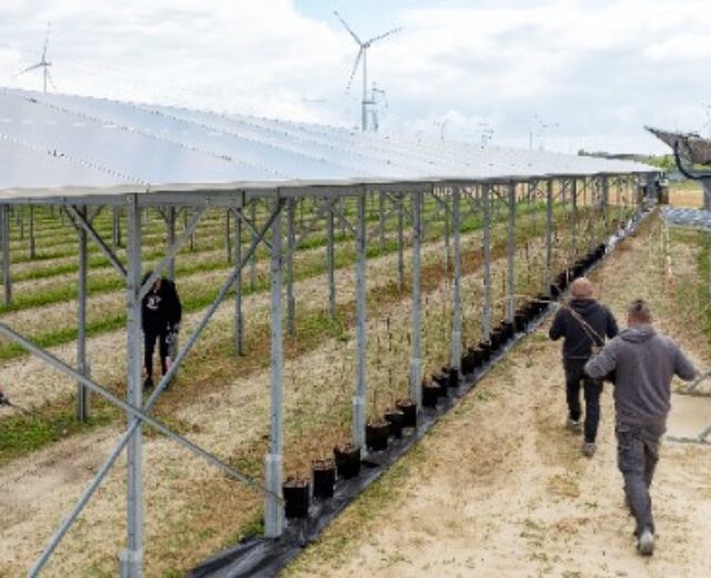rwe-crops-seedlings-at-its-agrivoltaics-demonstration-plant