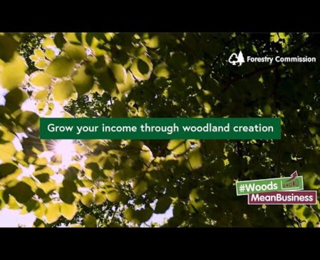 Develop your source of revenue thru wooded area introduction – carbon credit