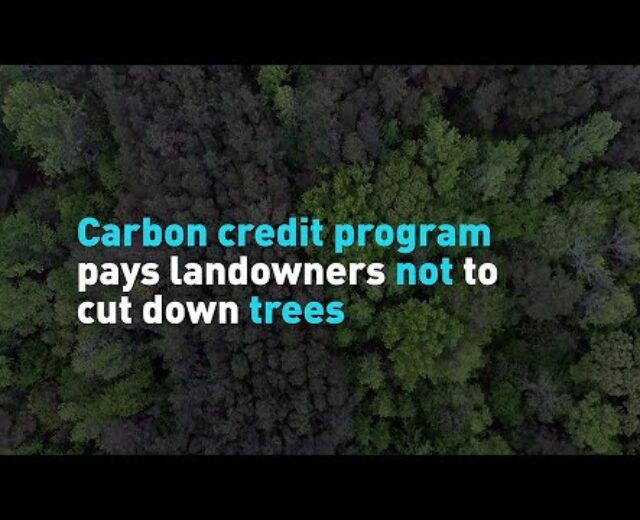 Carbon credit score program can pay landowners to not lower down bushes